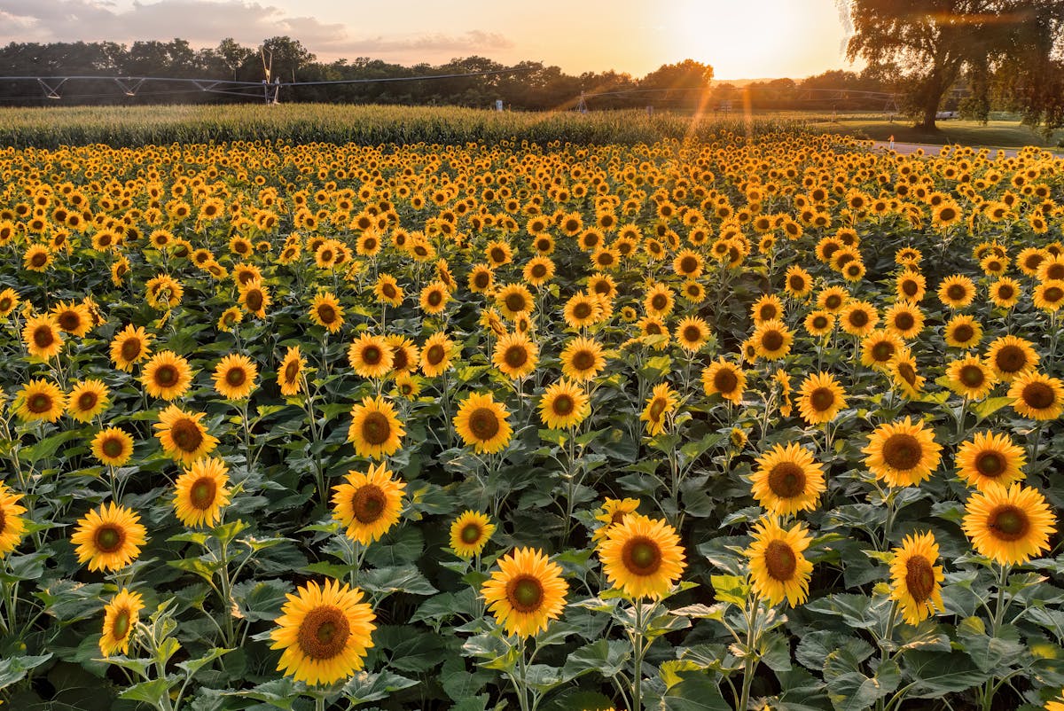 Sunset Over Green Field Of Corn, Iowa, Usa Photos, Download The BEST ...