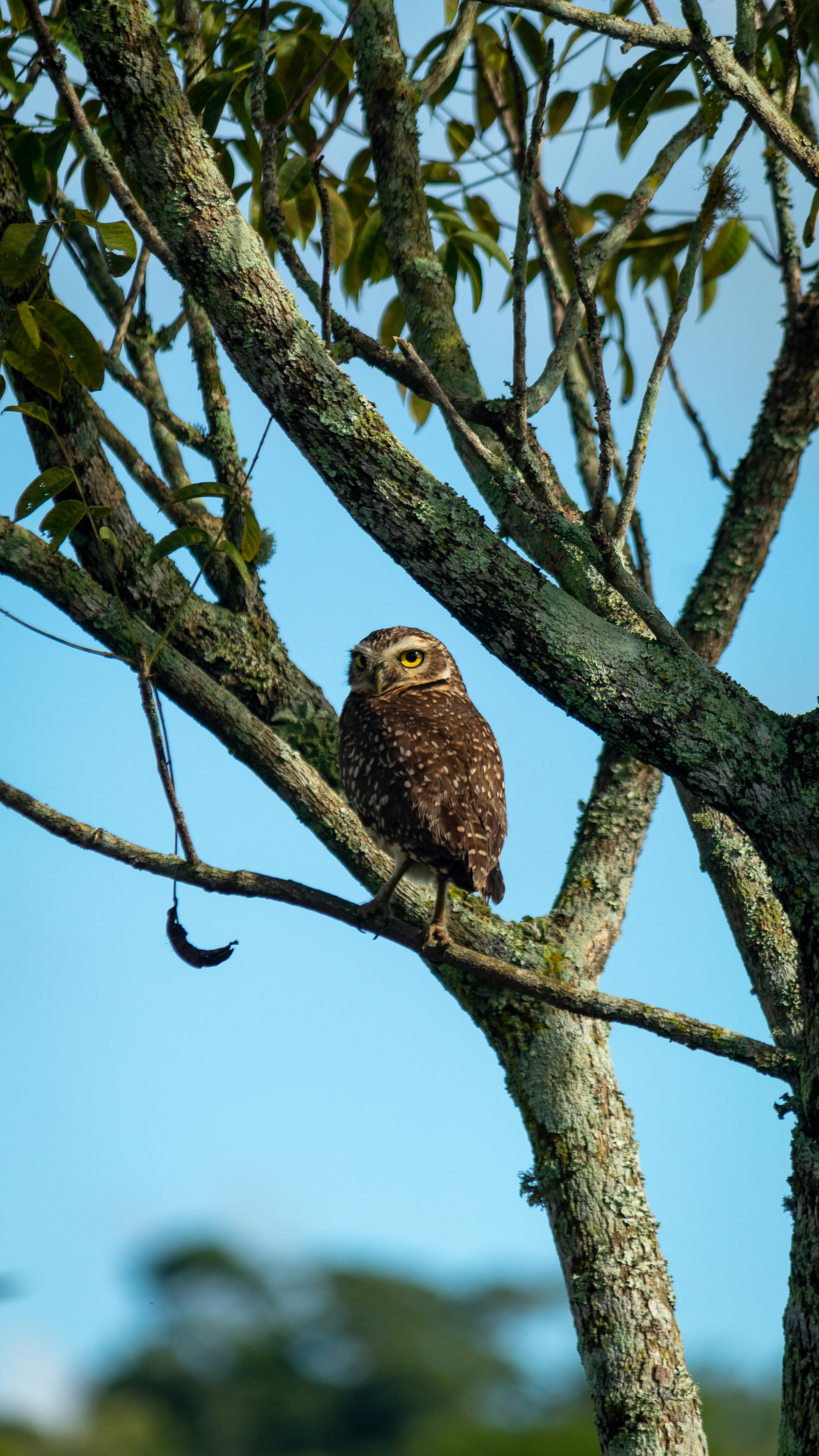 A lone owl perched on a branch surrounded by green leaves under daylight, showcasing its natural habitat.