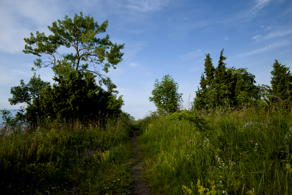 A tranquil hiking trail surrounded by lush green foliage and clear blue skies.