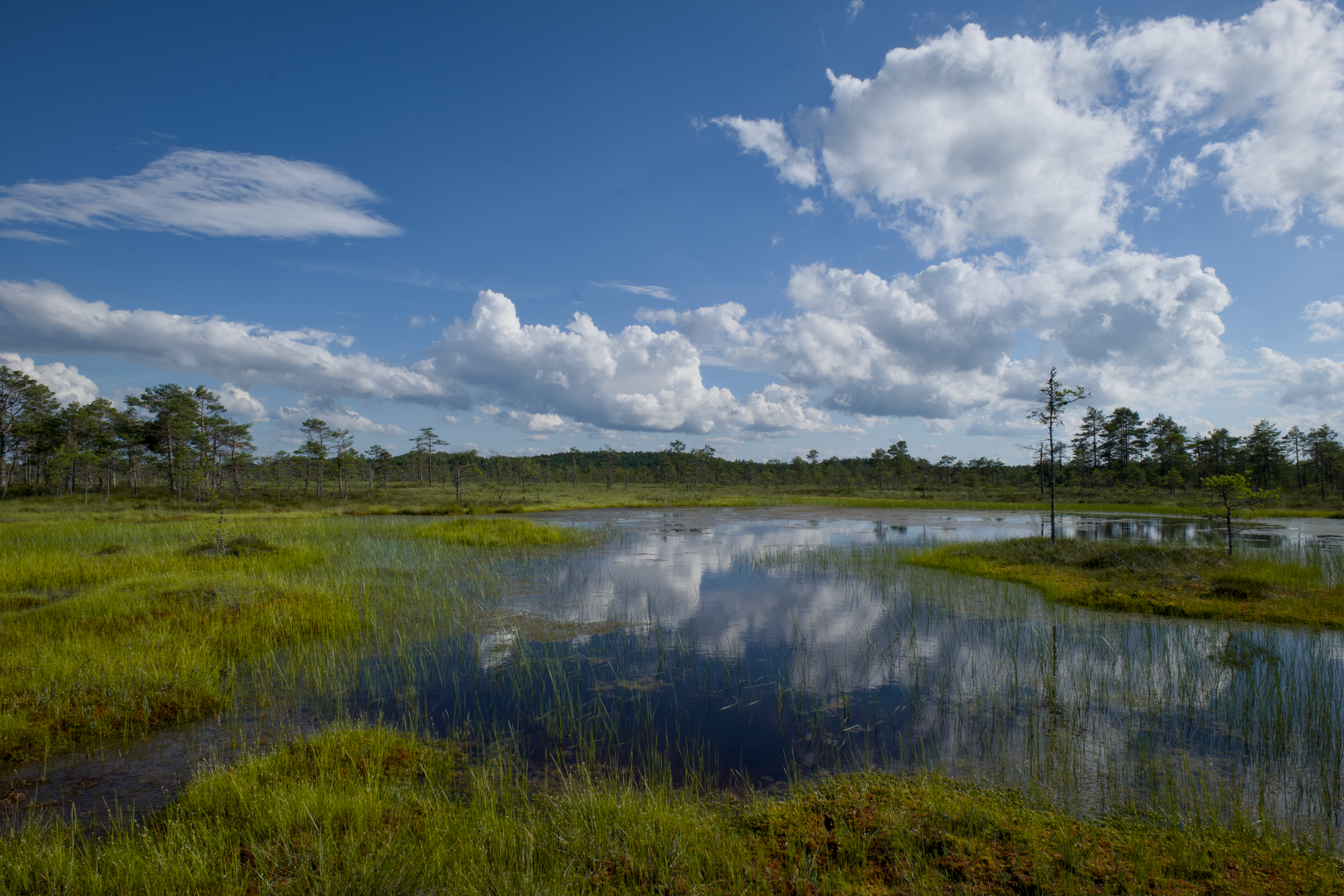 Boardwalk crossing a quiet raised bog with sphagnum moss and stunted pines in Estonia