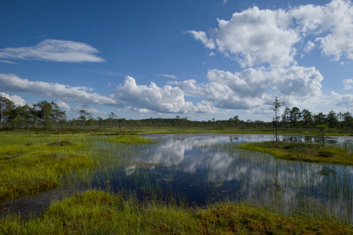 Free A marsh with grass and water in the middle of a field Stock Photo