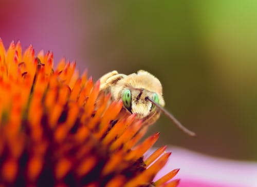 곤충, 눈, 다채로운의 무료 스톡 사진
