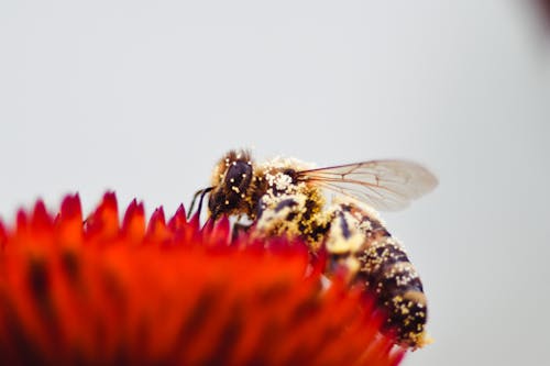 Kostnadsfri bild av bi, insekt, pollinering