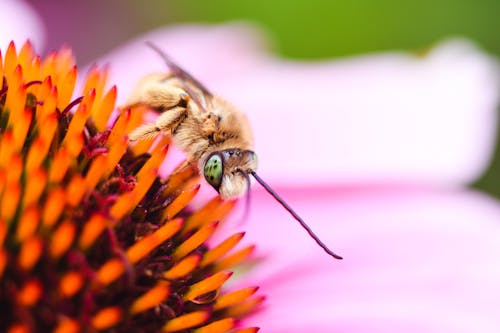 Kostnadsfri bild av bi, insekt, pollinering