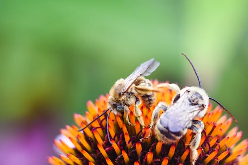 Kostnadsfri bild av bi, insekt, pollinering