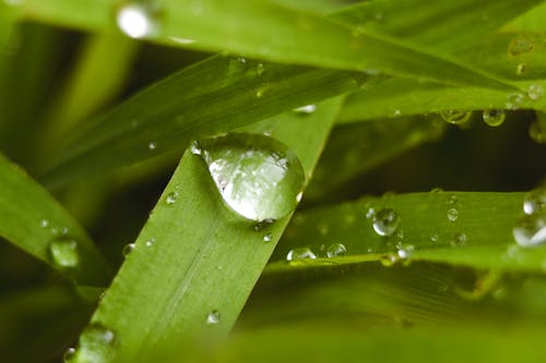 Kostnadsfri bild av droppar, gräs, natur