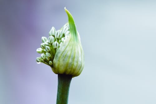 Kostnadsfri bild av allium, blomma, knopp
