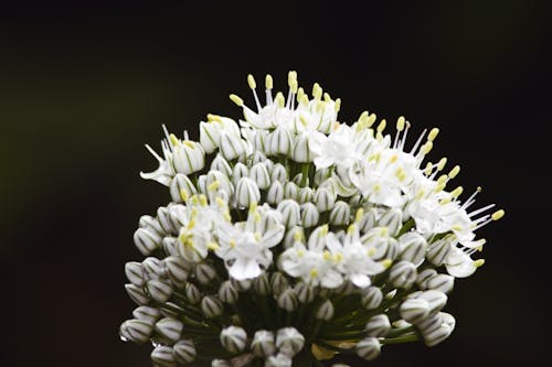 Kostnadsfri bild av allium, blomma, knopp