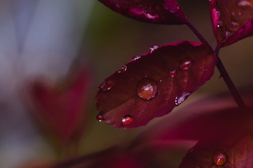 단풍, 물방울, 붉은 잎의 무료 스톡 사진