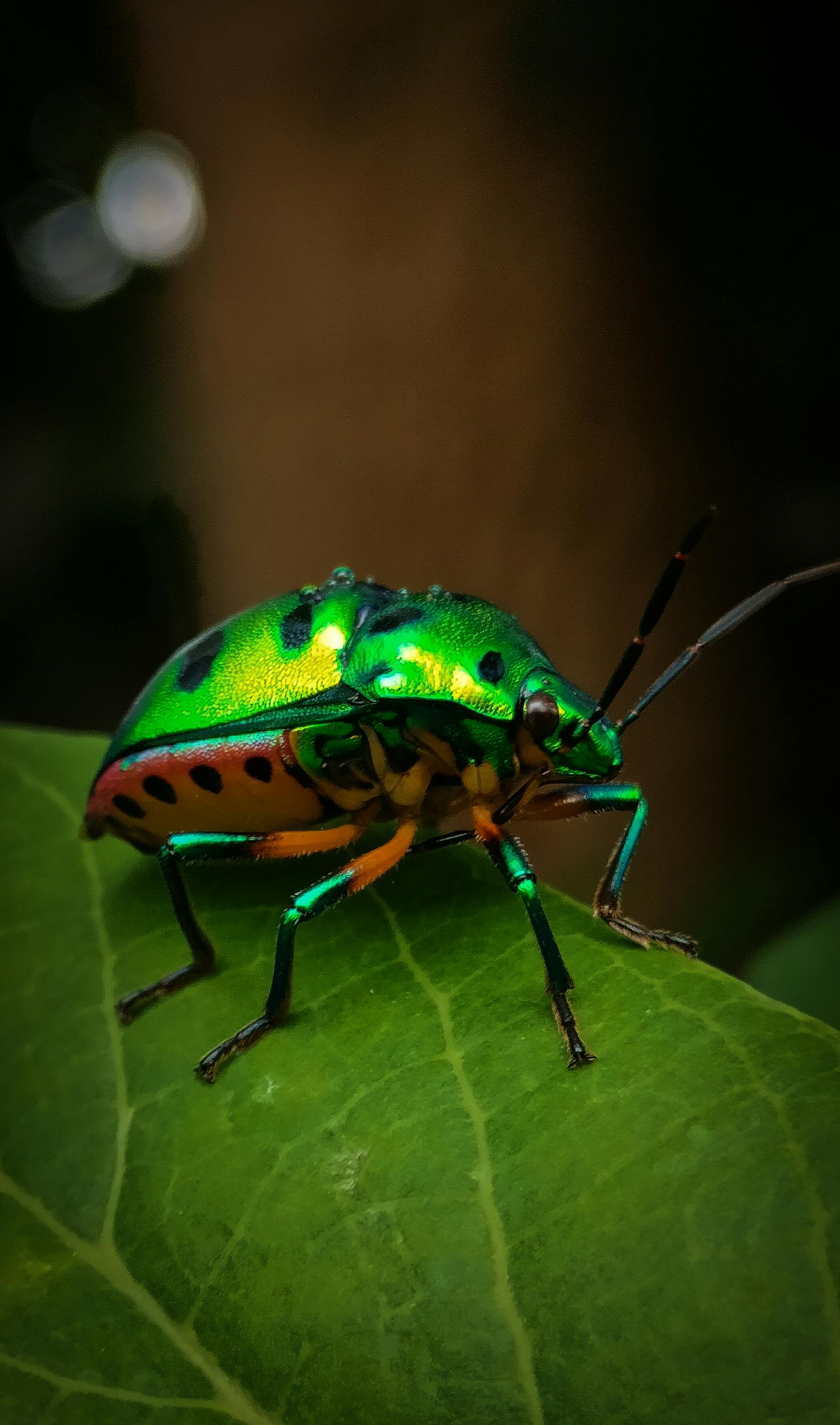 Macro shot of a colorful jewel bug (Scutelleridae) resting on a leaf.