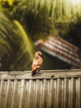 A vibrant pigeon perched on a corrugated metal rooftop surrounded by lush green leaves.