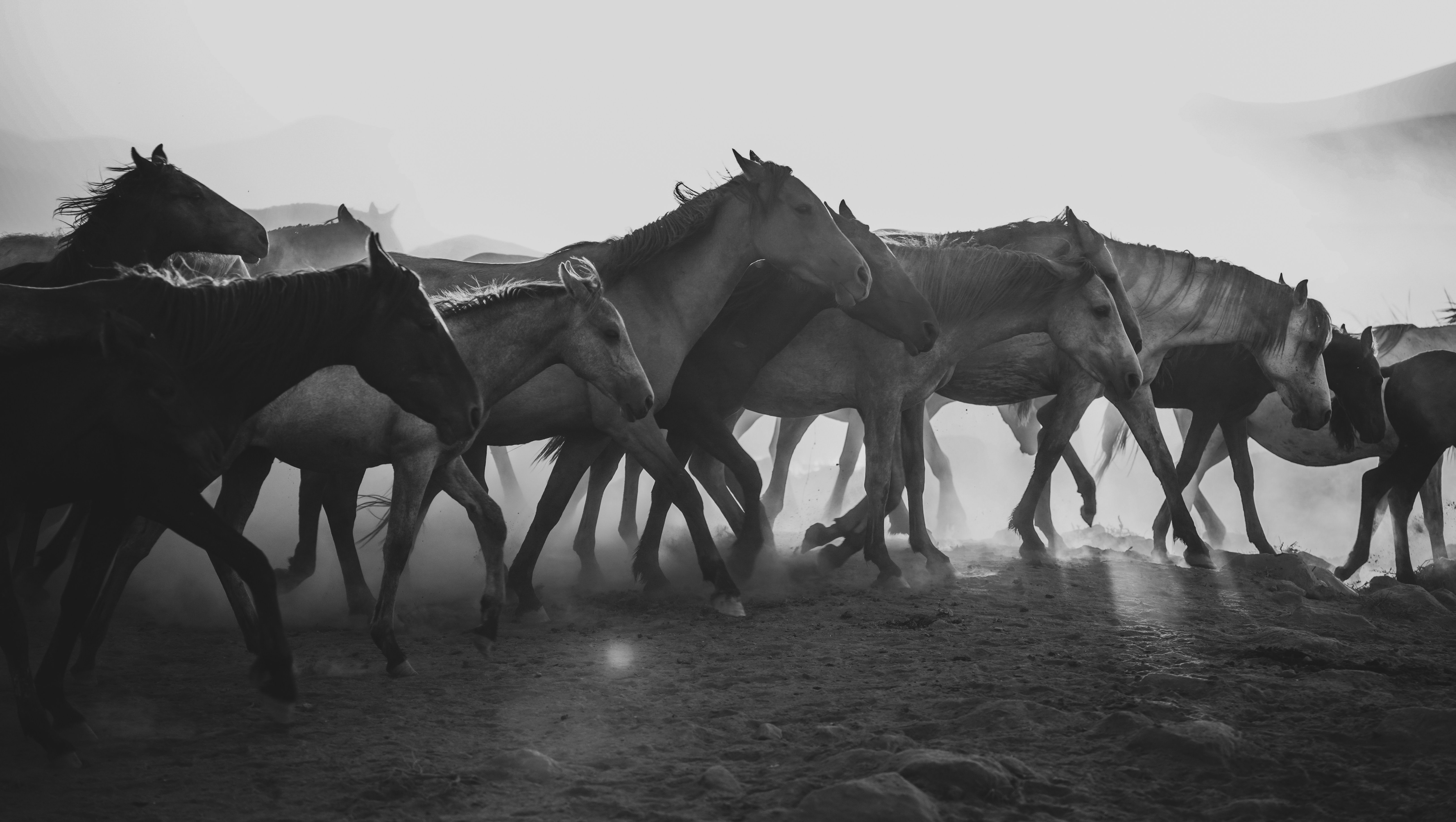 A black and white photo of a herd of horses · Free Stock Photo