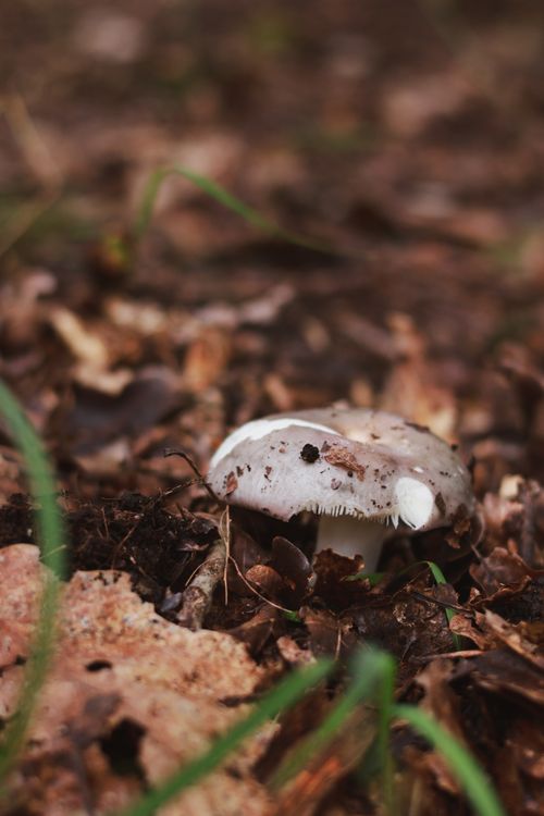 Free Close-up shot of a wild mushroom among leaves and soil in a forest setting. Stock Photo