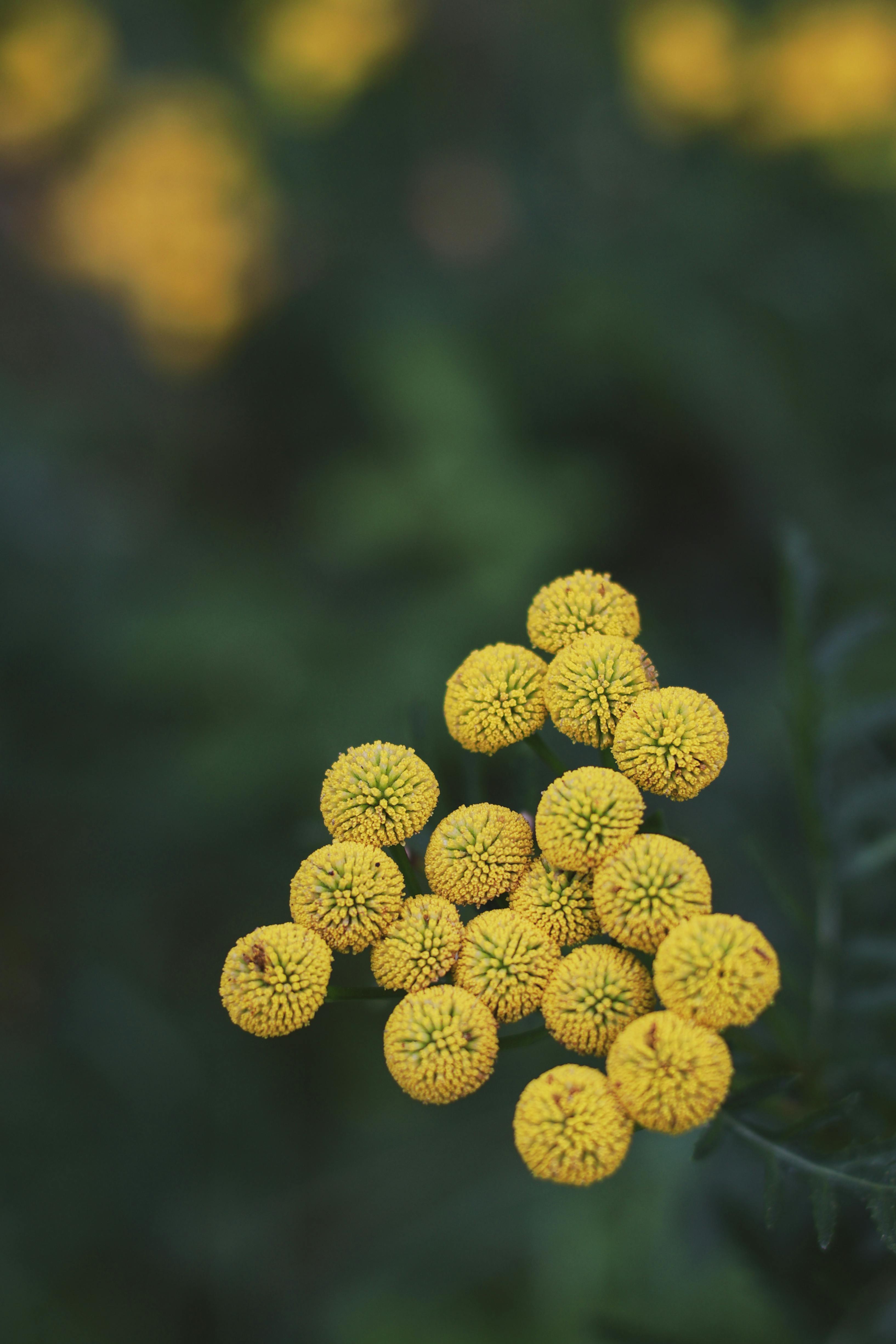 Tanacetum vulgare