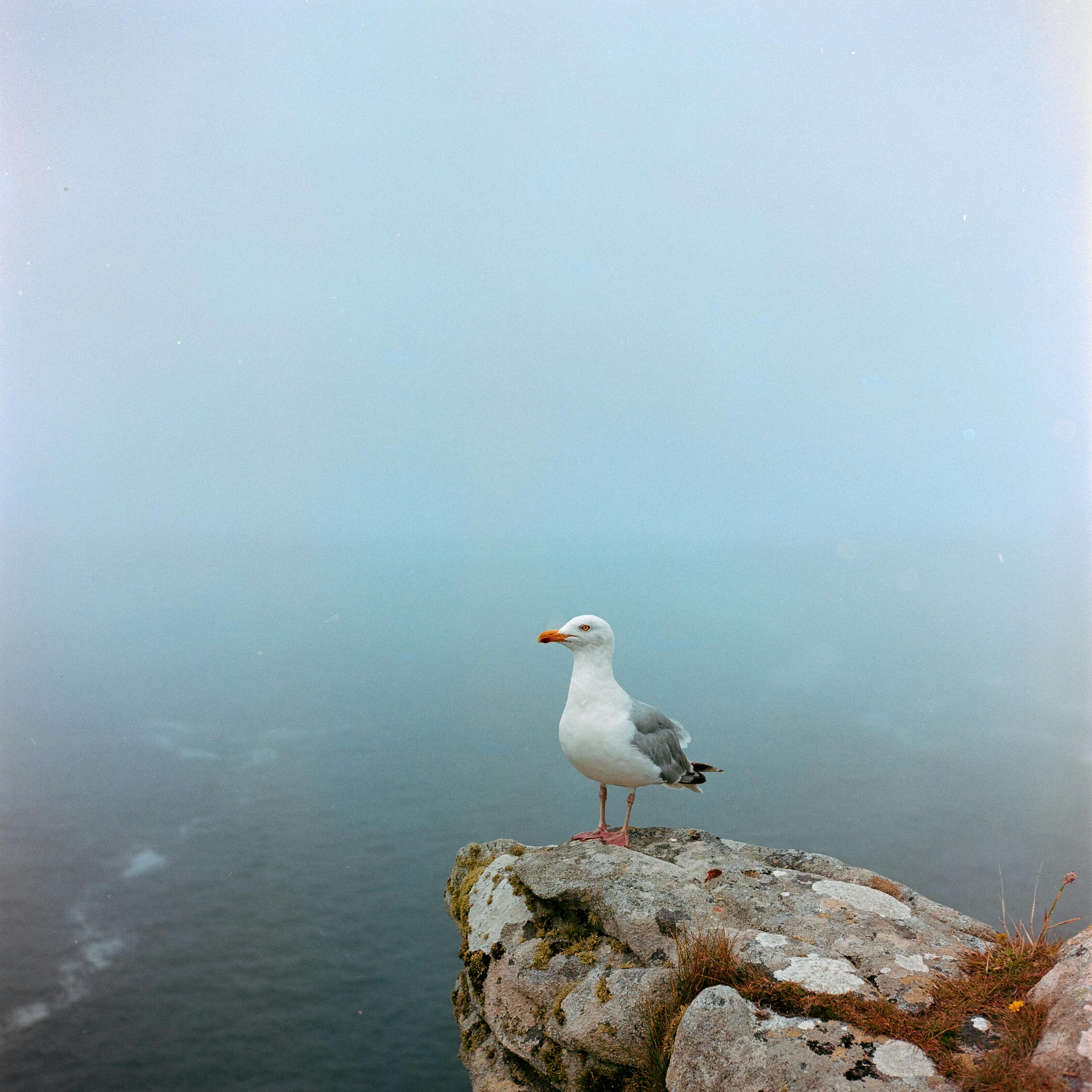 A lone seagull perched on a foggy cliff with the ocean in the background, representing solitude and freedom.