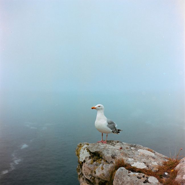 A lone seagull perched on a foggy cliff with the ocean in the background, representing solitude and freedom.