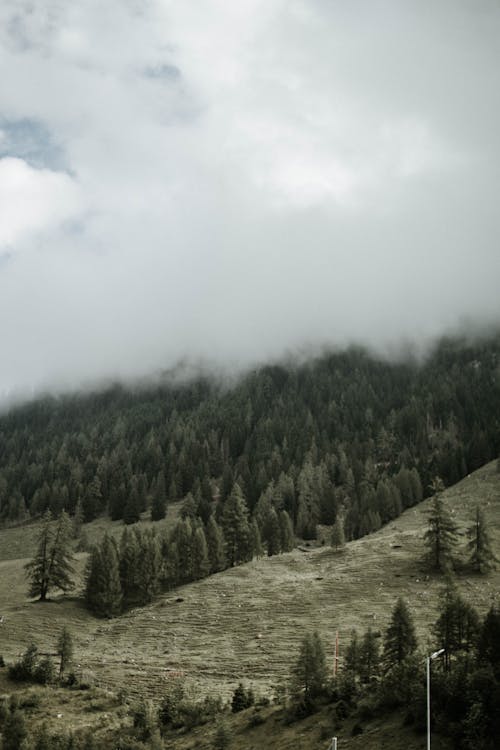 Základová fotografie zdarma na téma borovice, denní světlo, hora