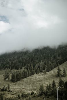 宁静的山地景观，雾霭缭绕，松林点缀，是理想的自然壁纸