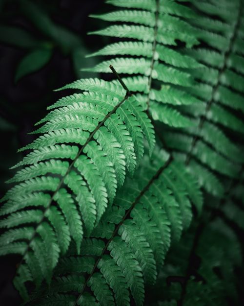 Free Detailed image of fresh green fern leaves, highlighting the texture and vibrant color in natural daylight. Stock Photo