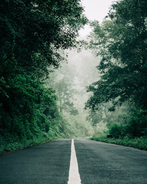 Route Asphaltée Vide Entre Les Arbres