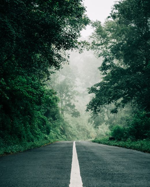 A misty road cutting through a lush green forest, surrounded by fog and dense trees.