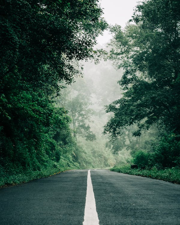 Kostnadsfri bild av asfalt, dimma, gröna träd