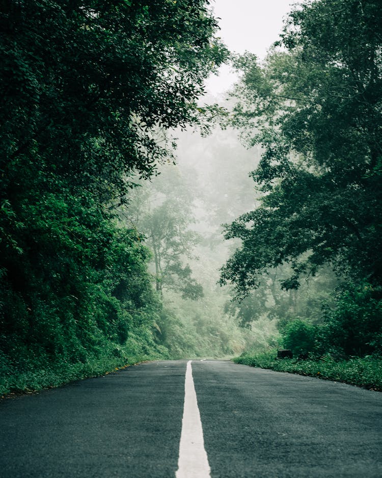 Empty Asphalt  Road Between Trees