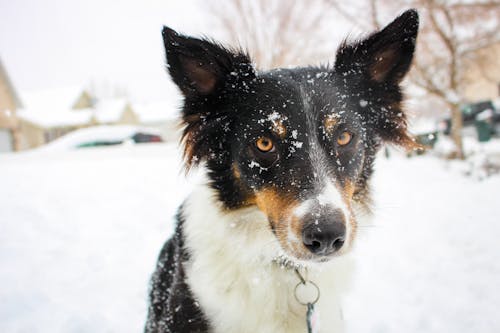 日中の雪に覆われたフィールド上の犬のクローズアップ写真