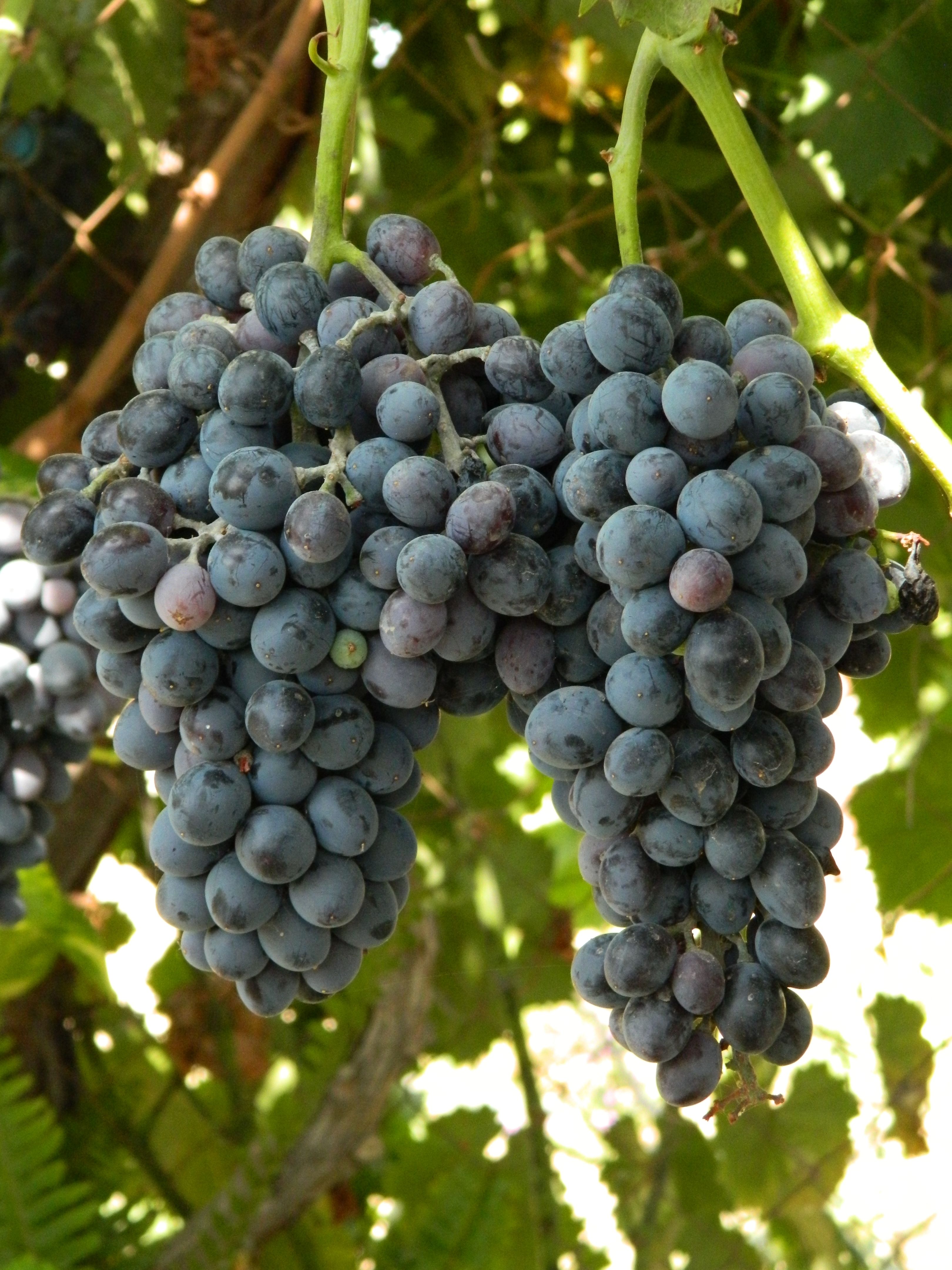 A close-up photo of ripe dark grapes hanging on a vine, perfect for wine production.
