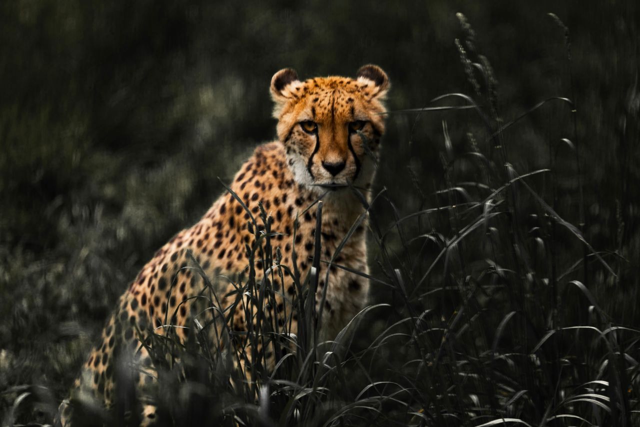 a powerful cheetah stealthily prowls through the grassy savannah showc