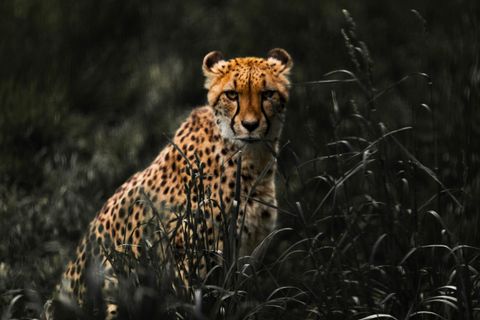 Cheetah