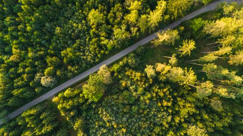 Free Aerial view of a serene road cutting through a lush green forest during summer. Stock Photo