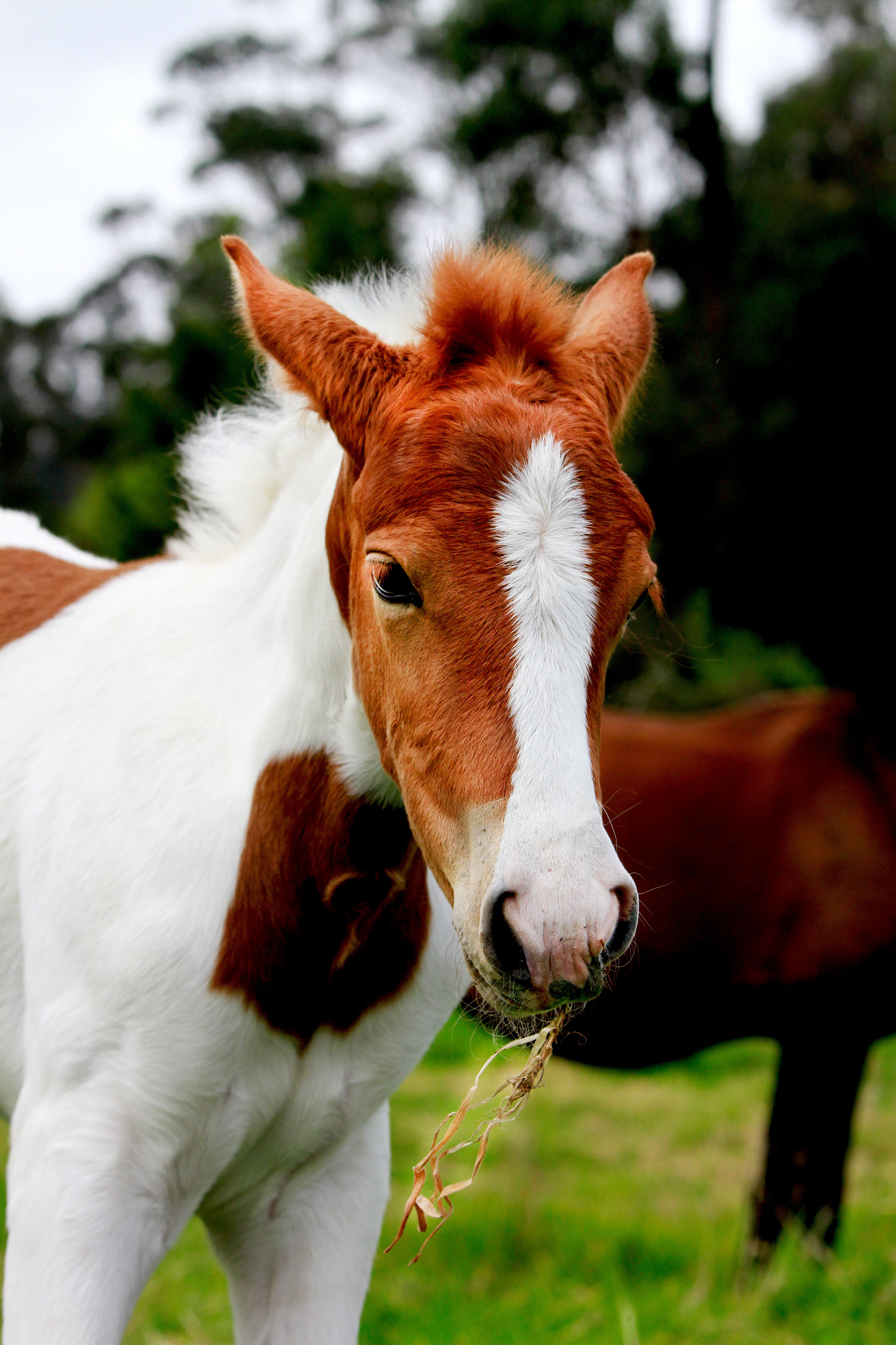 A foal (baby horse)