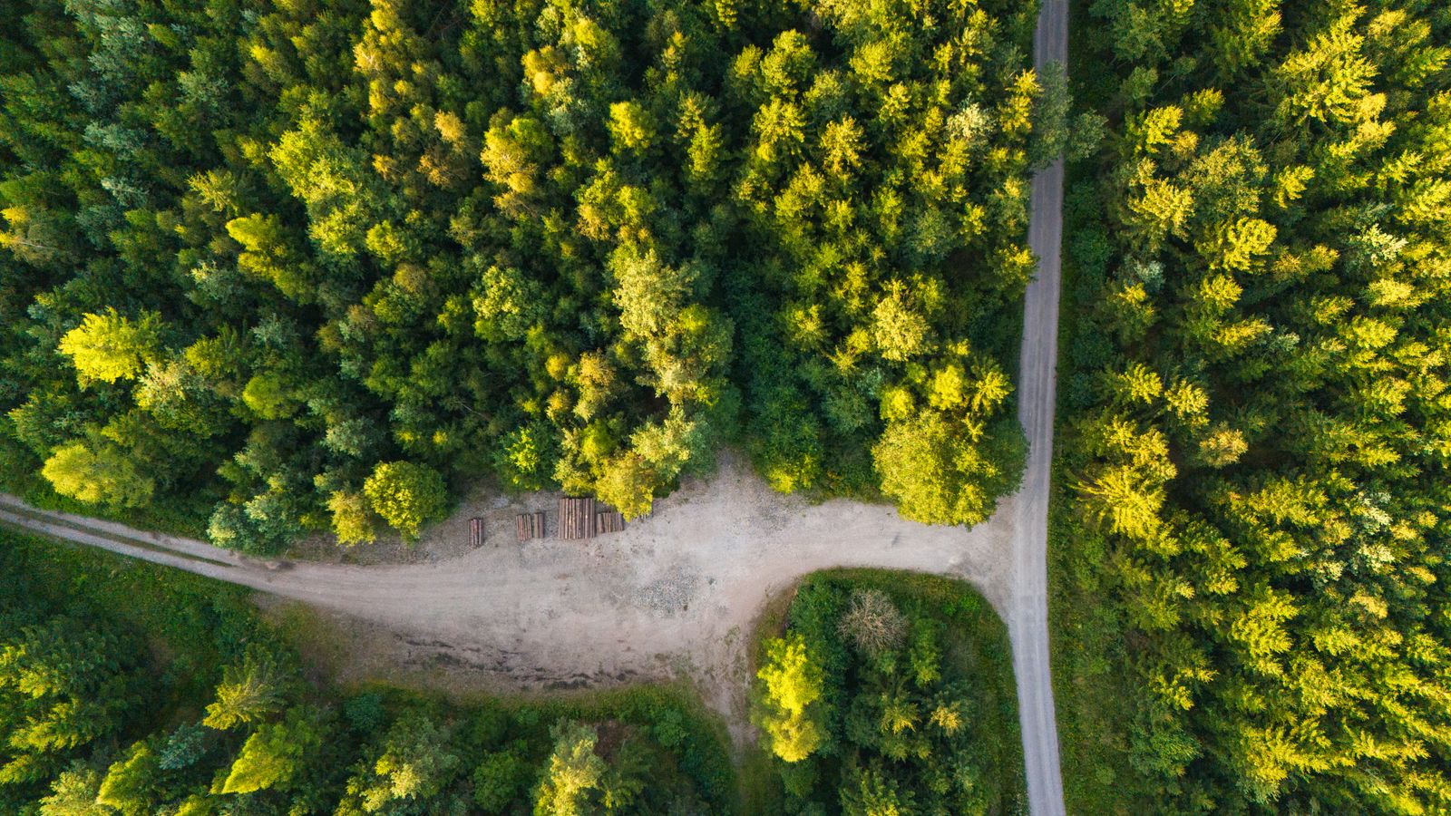 Aerial View of Lush Green Forest Pathway · Free Stock Photo