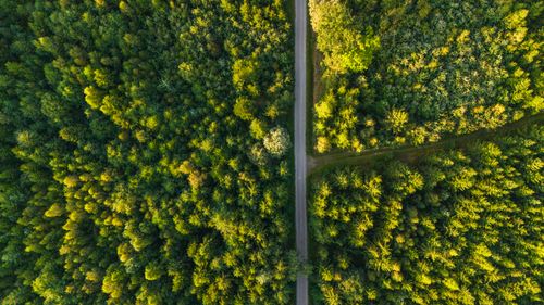 Free Drone view of a vibrant forest with a road cutting through in Chlístovice, Czechia. Stock Photo