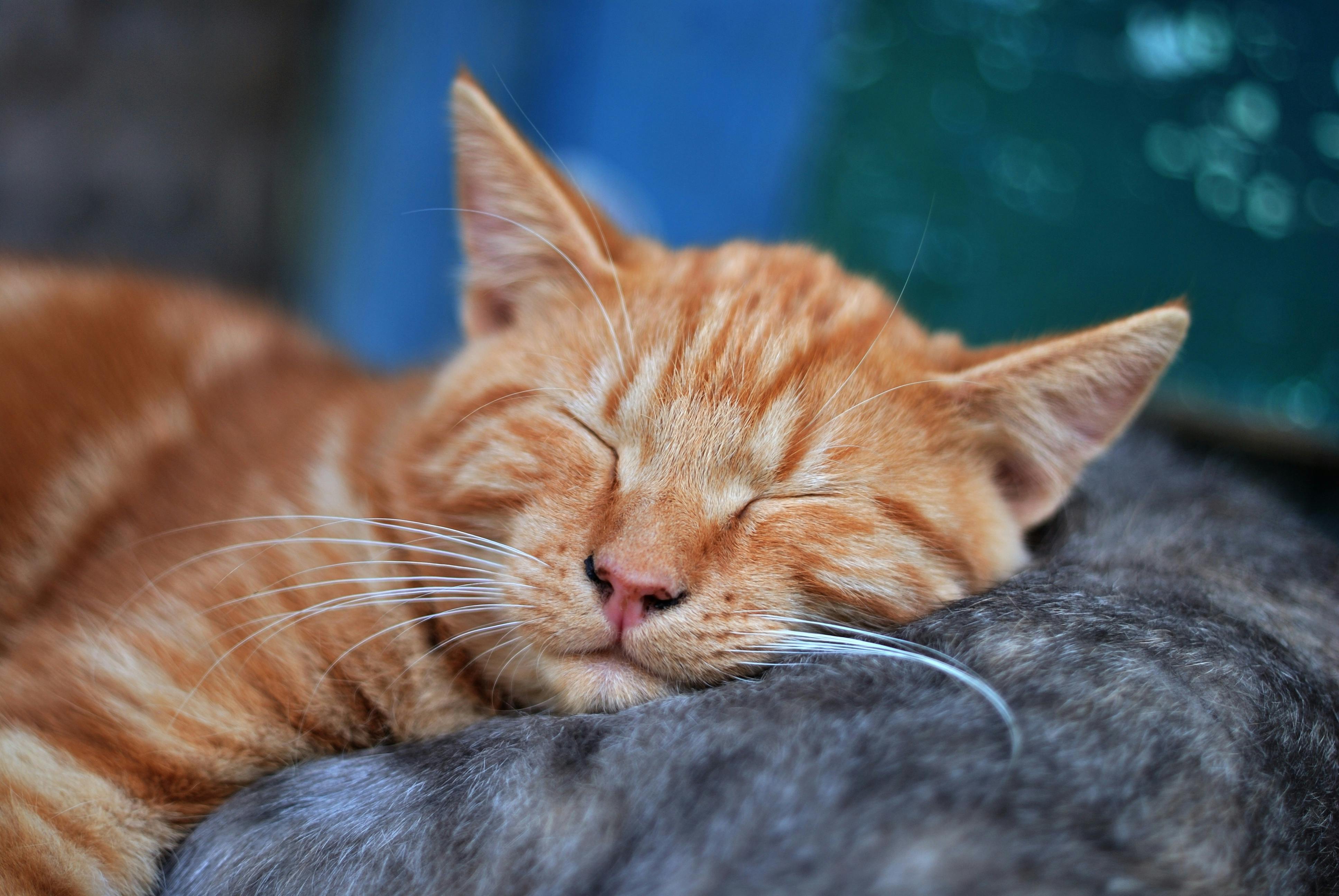 sleeping orange tabby cat