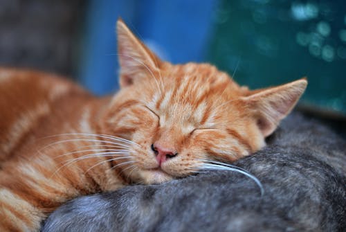 무료 잠자는 주황색 줄무늬 고양이 스톡 사진