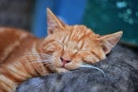 一只姜猫闭眼安睡的特写，尽显宁静与柔软