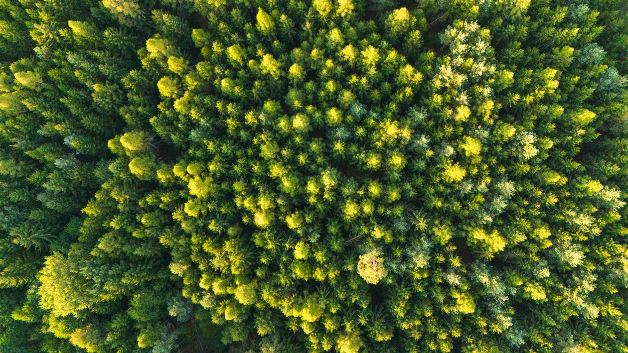 Aerial view of a forest with green trees · Free Stock Photo