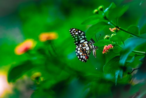 Free Close-up of a butterfly on a plant with vibrant green foliage, creating a lively garden atmosphere. Stock Photo