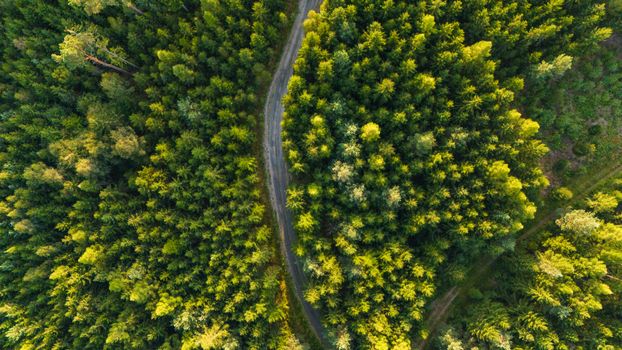 Aerial photograph showcasing a vibrant, lush evergreen forest with a winding path in summer.