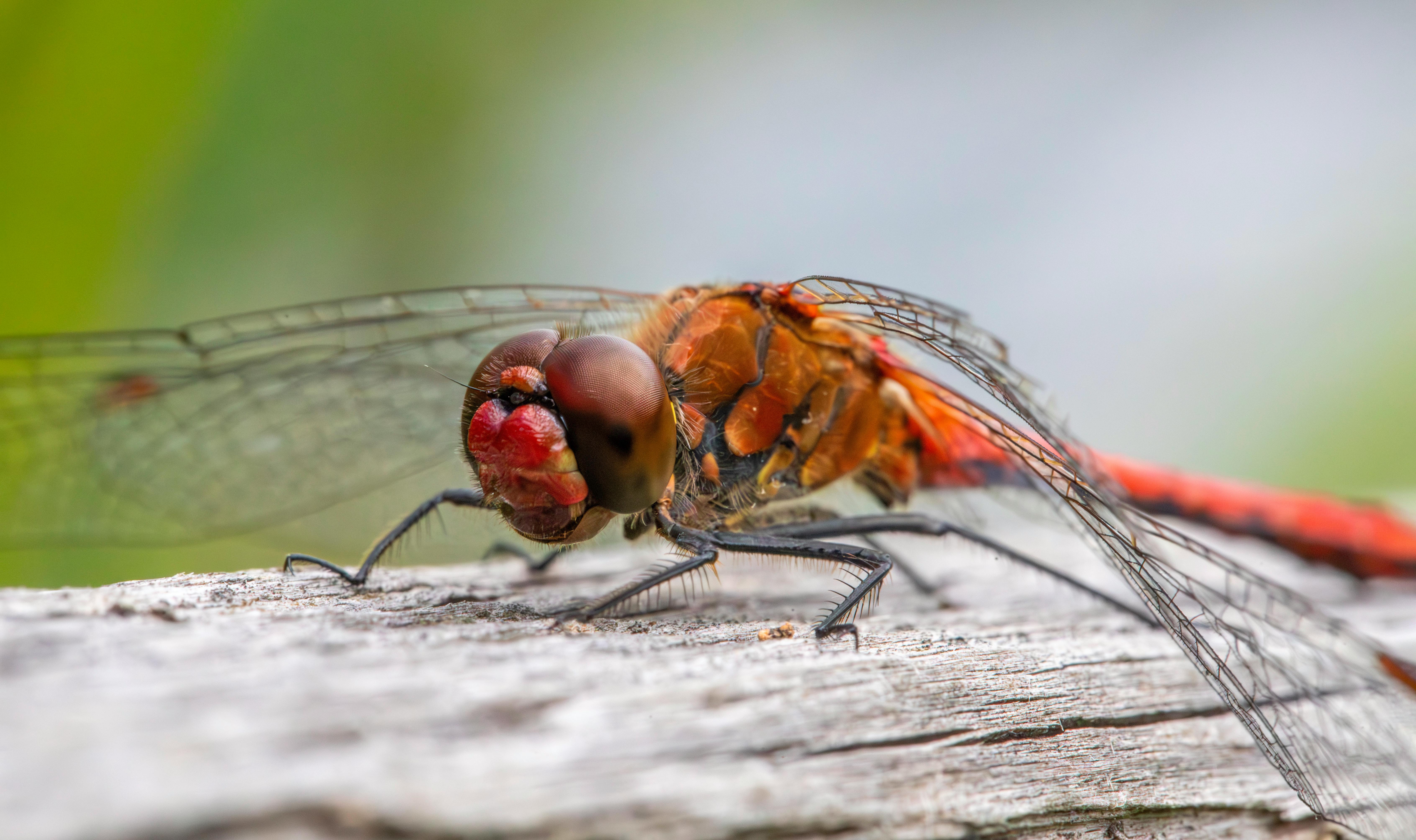 Free stock photo of animal, closeup, darter dragonfly