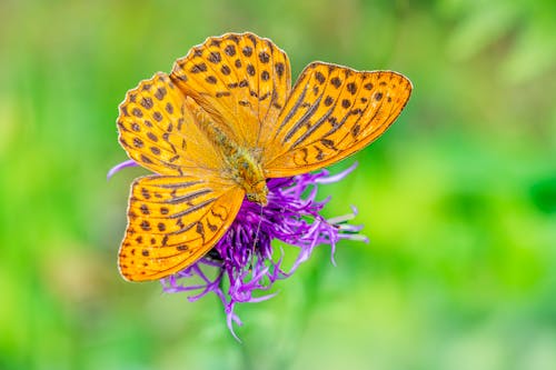 Gratuit Photos gratuites de aile des animaux, ailes, animal Photos