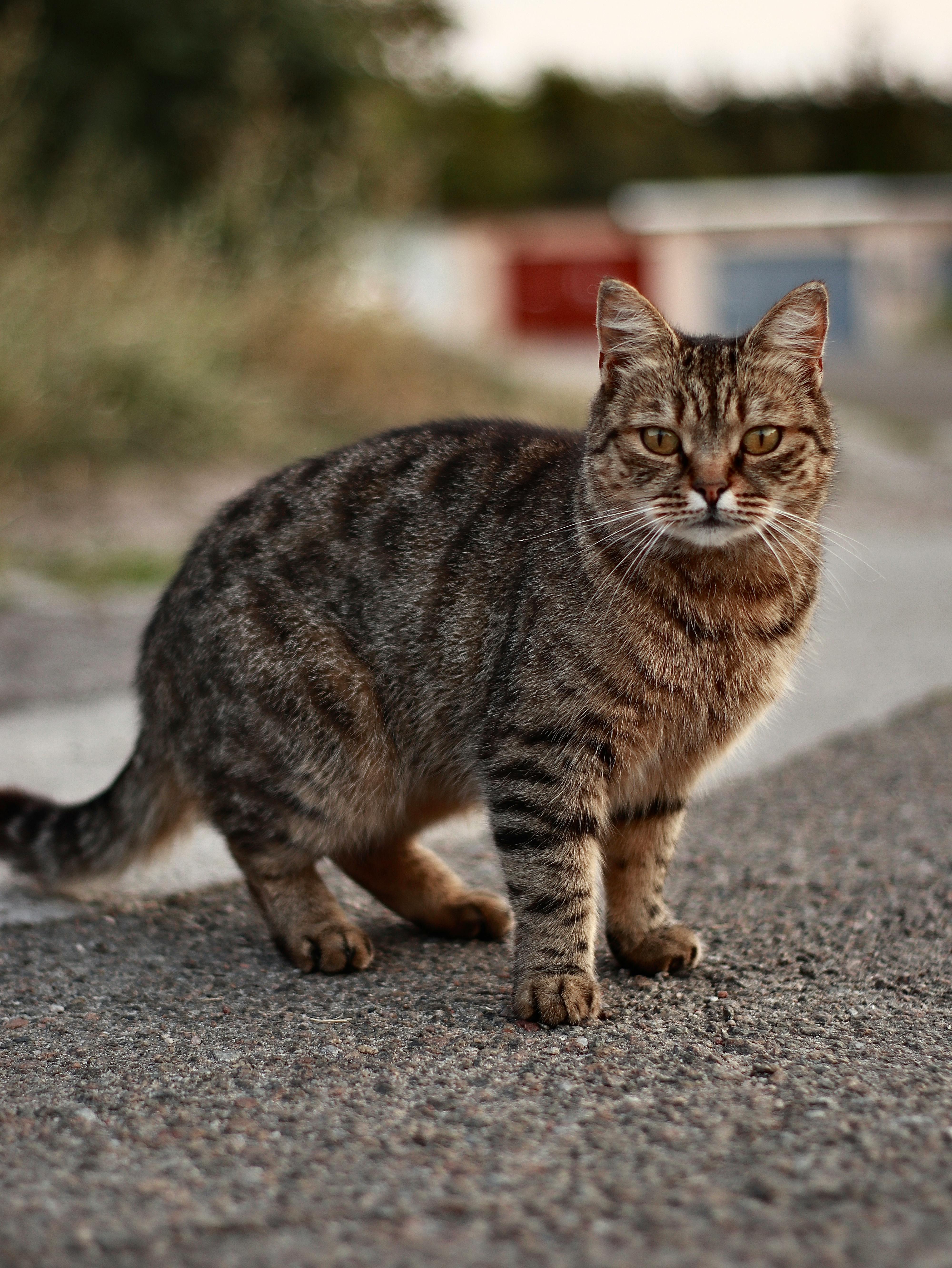 a cat is standing on the road in front of a building