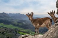 Two Spanish ibex on rocky terrain overlook lush countryside in a scenic landscape view.