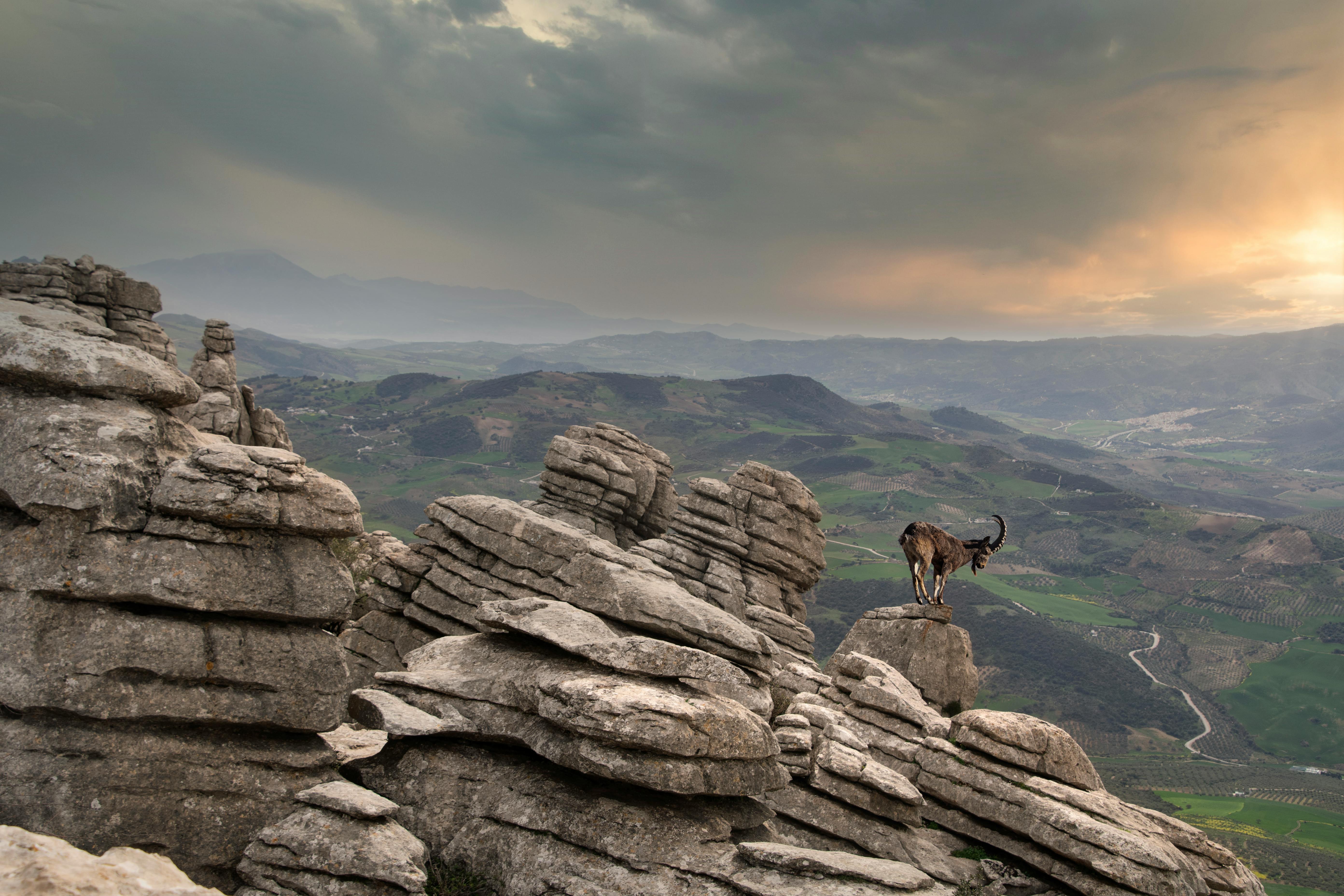 a dog is standing on top of a rock