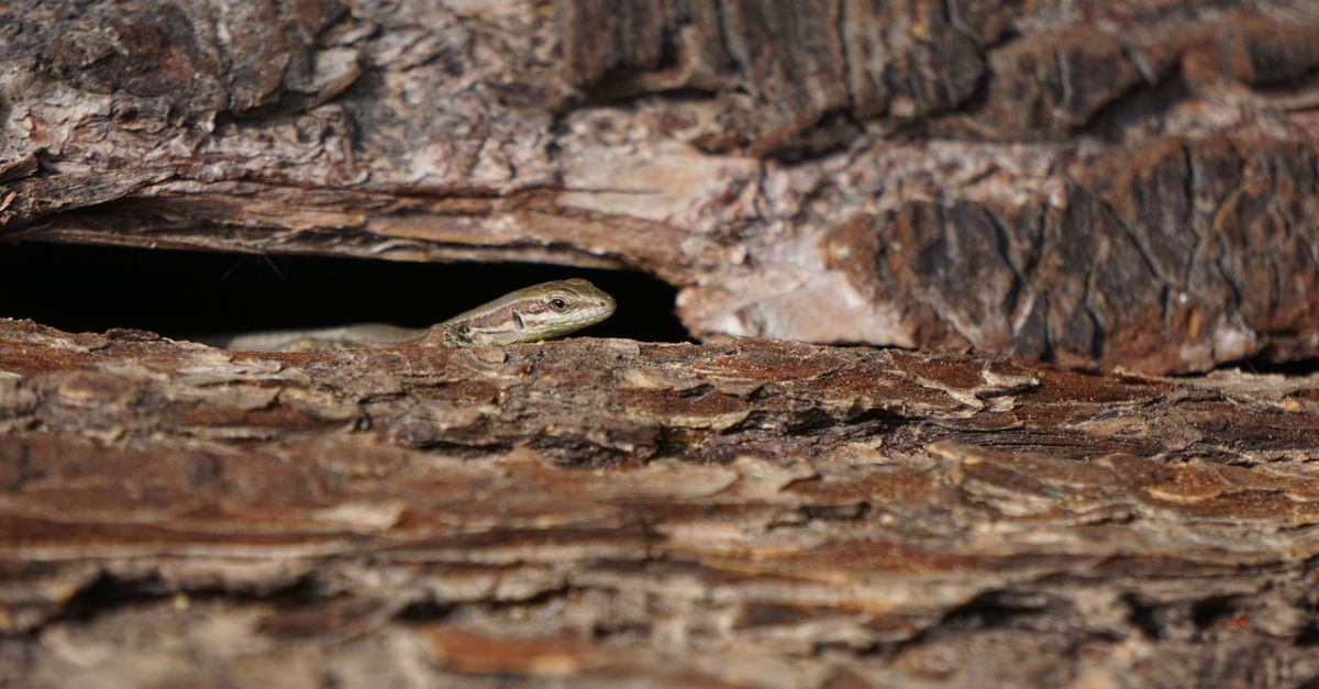 Lizard Behind Tree A lizard peeking out from behind a tree trunk · Free Stock Photo