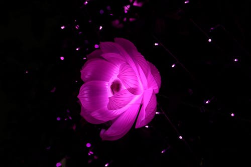 盛開的紫色蓮花