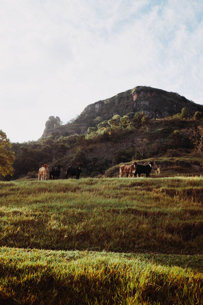 Cattle grazing across wide ridge pasture