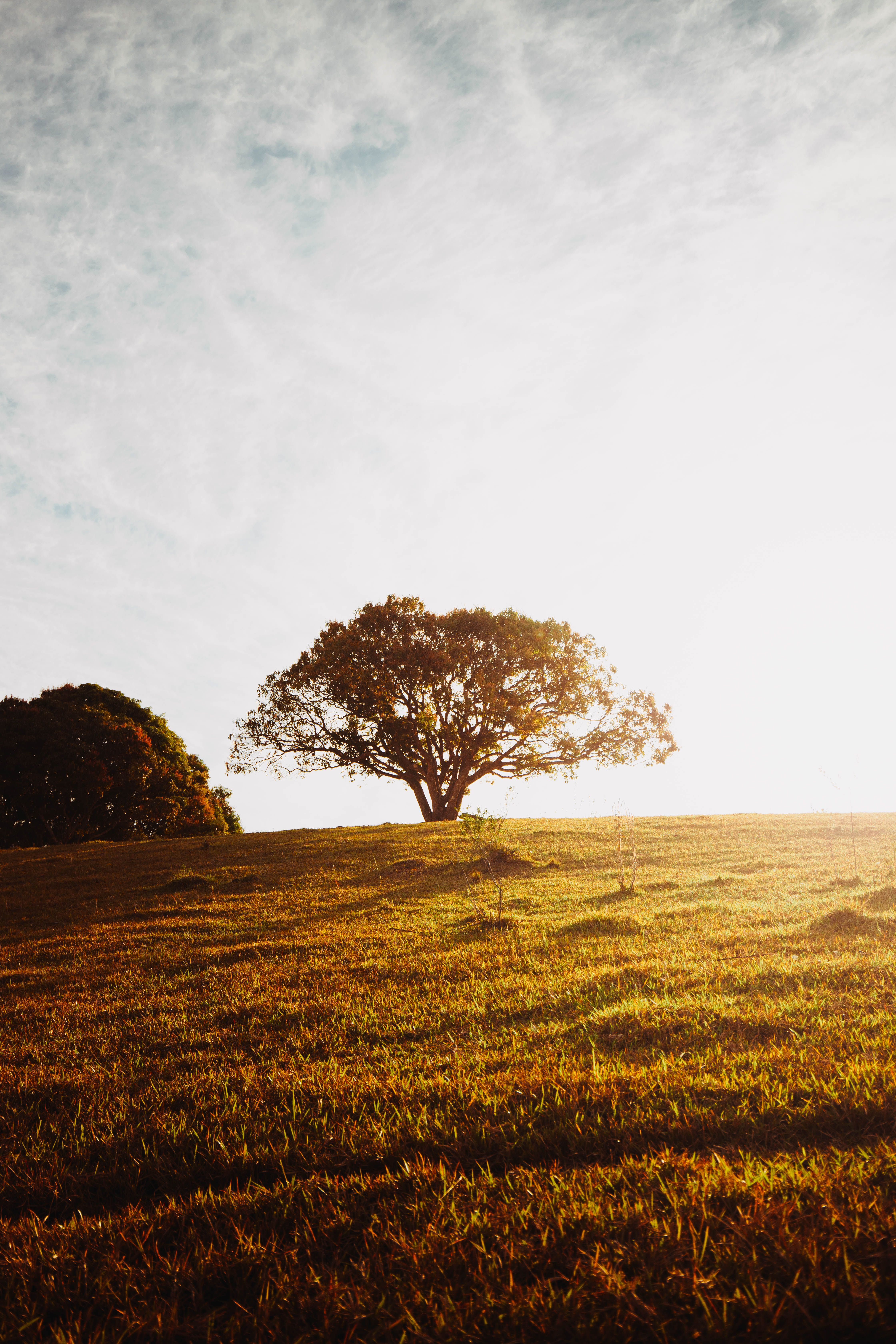 A lone tree in a field at sunset · Free Stock Photo